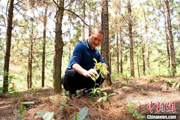 張高漢查看在松樹林下剛套種不久清明茶的生長情況?！埥鸫?攝